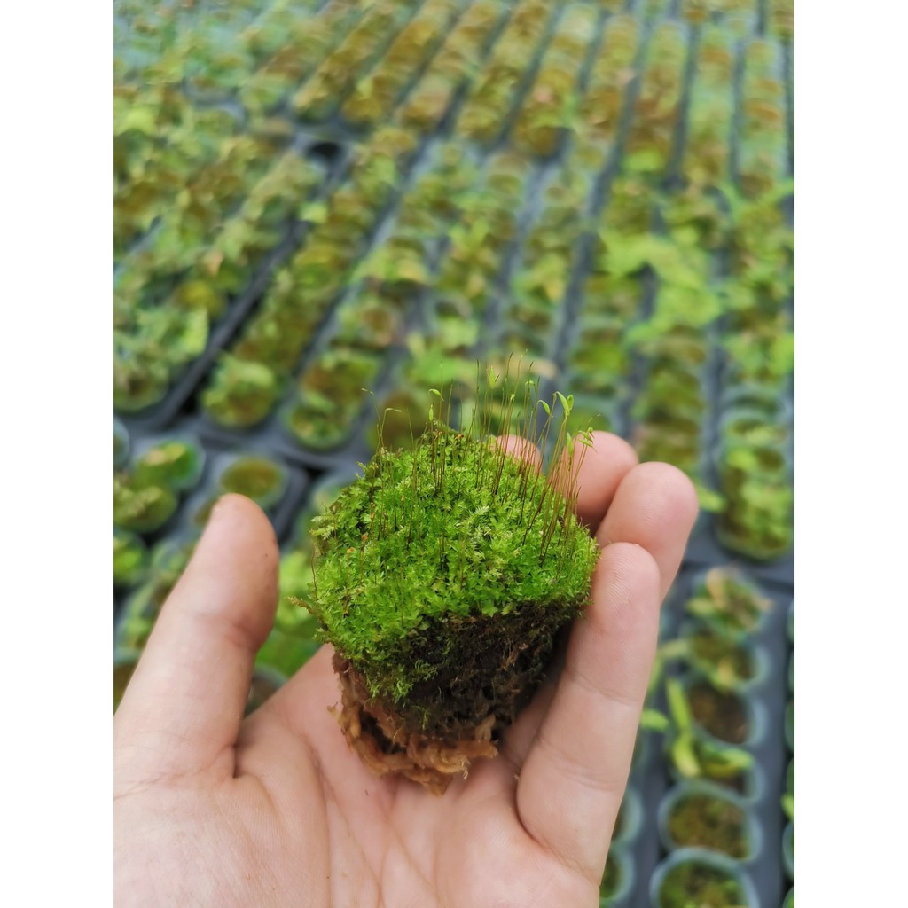 Rêu phủ bể cảnh, cây cảnh rêu trâu tự nhiên