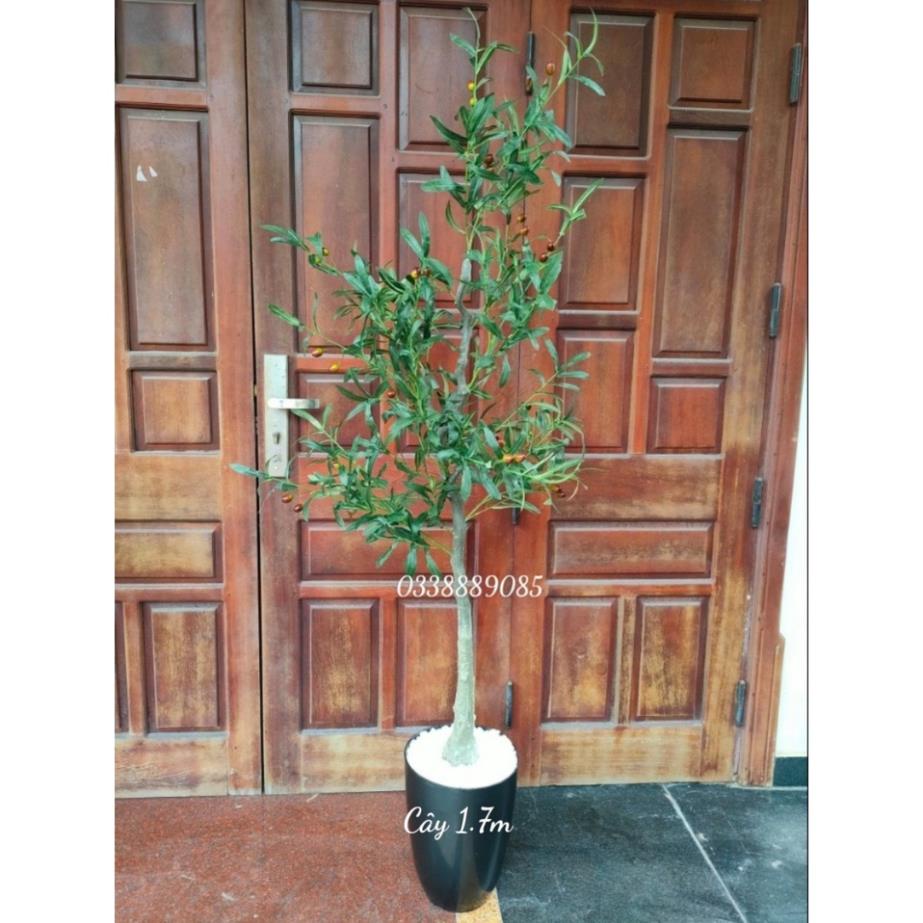 (Ảnh thật) Cây Ô liu, Oliu ,Olive -loại cao cấp cao 1,2m ,1,7m decor sang chảnh