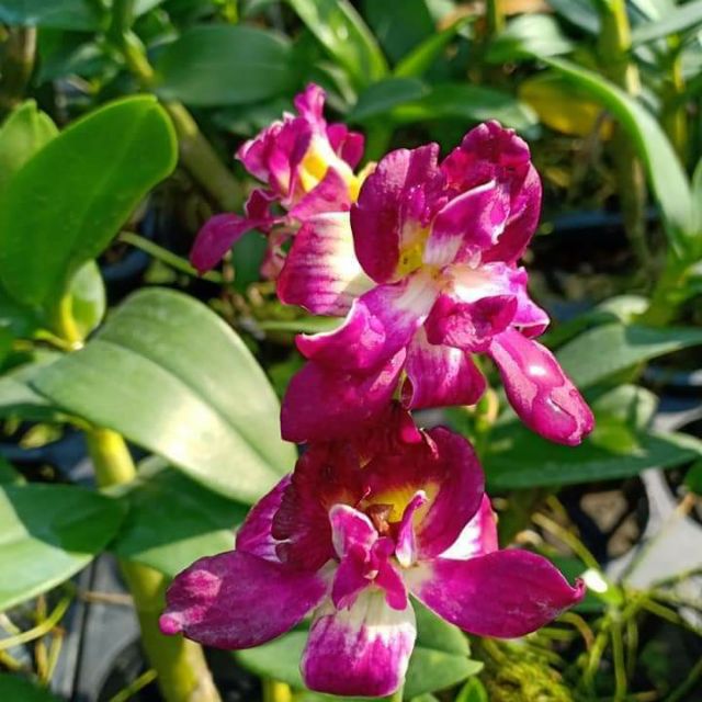 Dendro hoa hồng cây giống