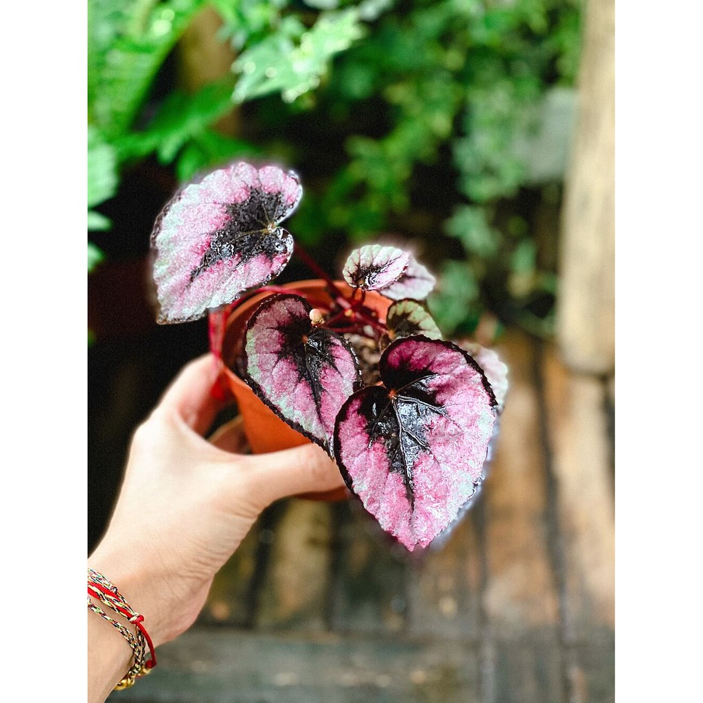 Chậu cây Begonia rex Red Tango (Thu Hải Đường Red Tango) chậu nhựa