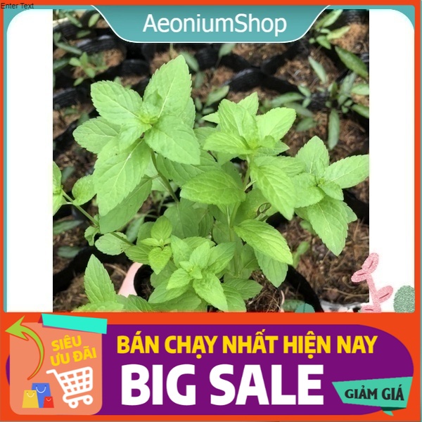 [ GIA VỊ HƯƠNG LIỆU ] 1 CHIẾC BẠC HÀ NHẬT ( JAPANESE MINT )