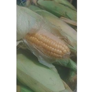 Combo bắp mỹ 7k/ trái