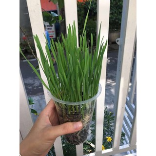 hạt giống cỏ mèo