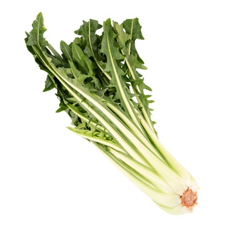 Hạt Giống Chicory Xanh (Rau Diếp Xoăn)