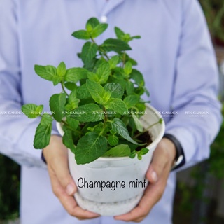 Bạc Hà Rượ.u JUN GARDEN Champagne Mint