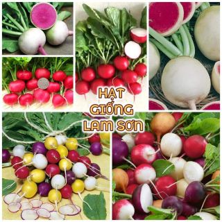 CỦ CẢI CHERRY ĐỎ,TRẮNG ( ĐỦ MÀU ) - củ to, giòn ngọt