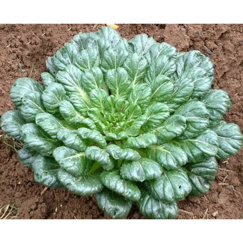 200 hạt giống cải hoa hồng f1 nhập khẩu 💥SALE LỚN💥 chất lượng cao
