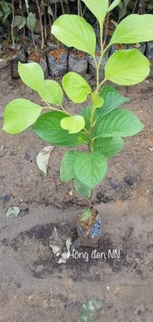 Hồng giòn không hạt nhật bản