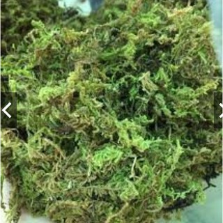 RÊU RỪNG TRỒNG LAN GÓI 200GRAM