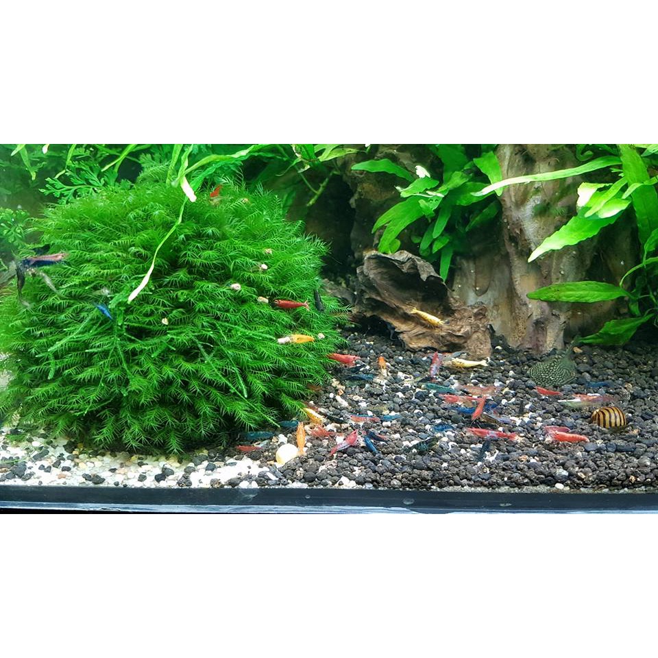 Rêu usfiss - Cầu Rêu US FISS - PHOENIX MOSS tuyệt đẹp - Vỉ  9x9cm - Môc Thuỷ Sinh Thủ Đức