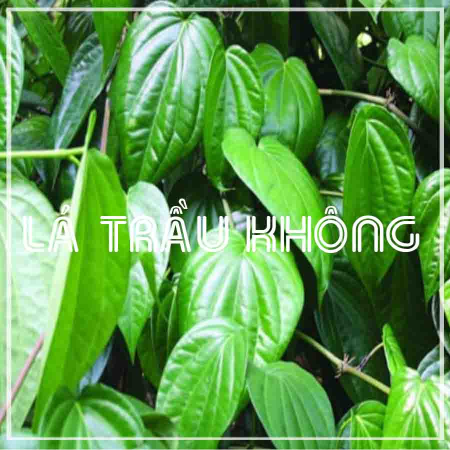 Bột Trầu không 500g Sấy Lạnh 100% Nguyên Chất - Hàng Công ty loại 1