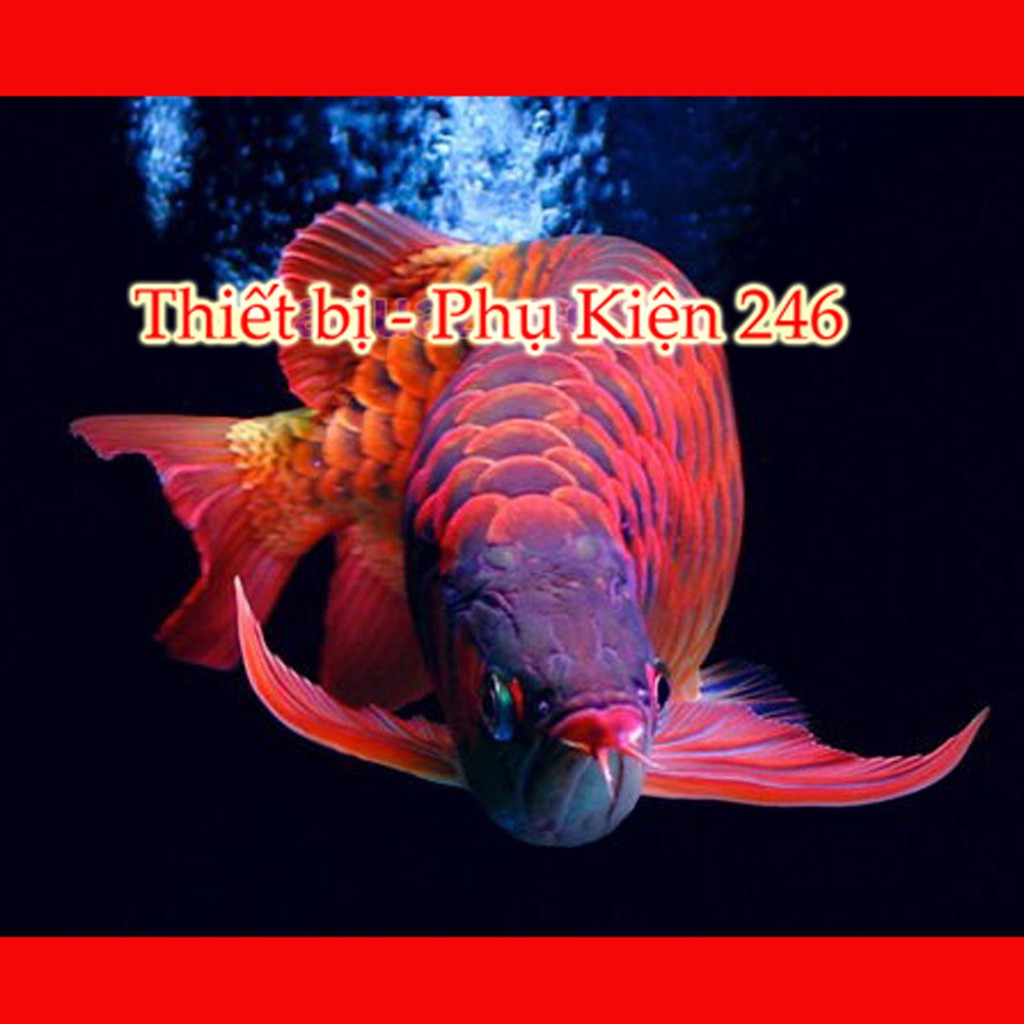 Chai số 7 : Special Arowana Internal Bacteria(Thuốc hỗ trợ phát triển lên màu sắc) thuốc chữa bệnh cho cá rồng