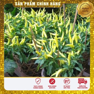 Bộ Gói Hạt Giống Cây Ớt Chỉ Thiên