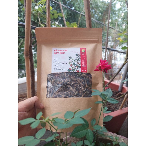 Trà cà gai leo gói lớn 70gram