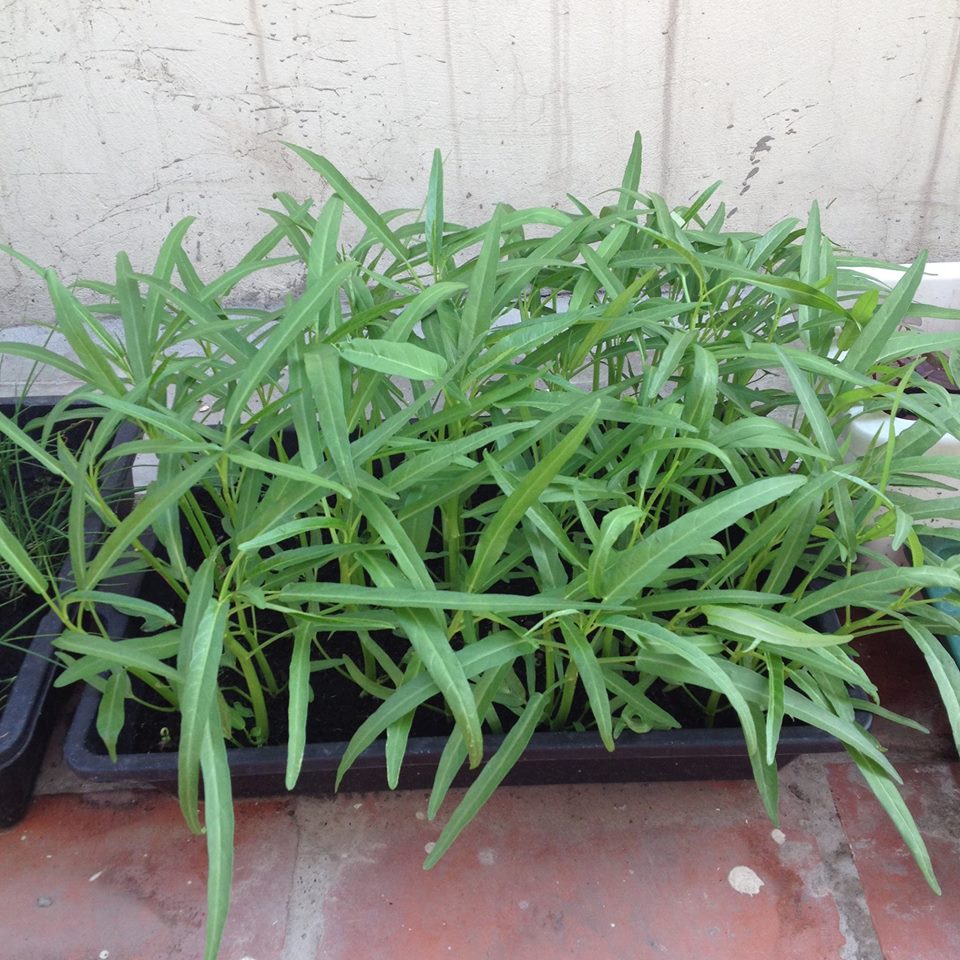 Khay nhựa trồng rau mầm, trồng rau sạch, đựng nước làm mát, kích thước 50x38cm, mầu xanh bóng, bền đẹp
