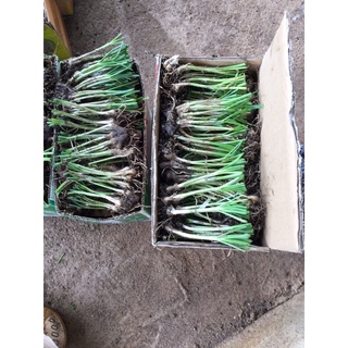 gốc hẹ giống (1kg củ hẹ trồng lấy lá ăn )