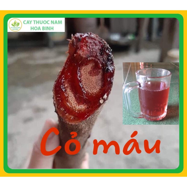 1KG CỎ MÁU TĂNG CÂN