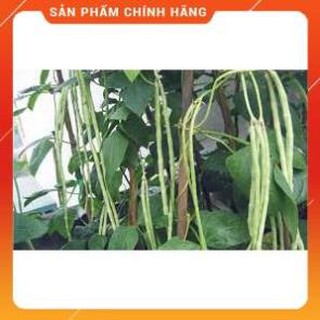 HẠT GIỐNG ĐẬU ĐŨA CAO SẢN