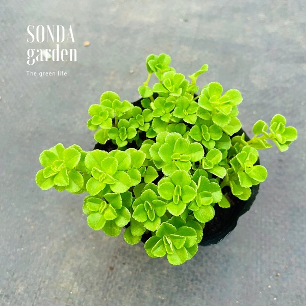 Cỏ sedum lục hà SONDA GARDEN size bé 5-6cm, xuất xứ Đà Lạt, khoẻ đẹp, lỗi 1 đổi 1