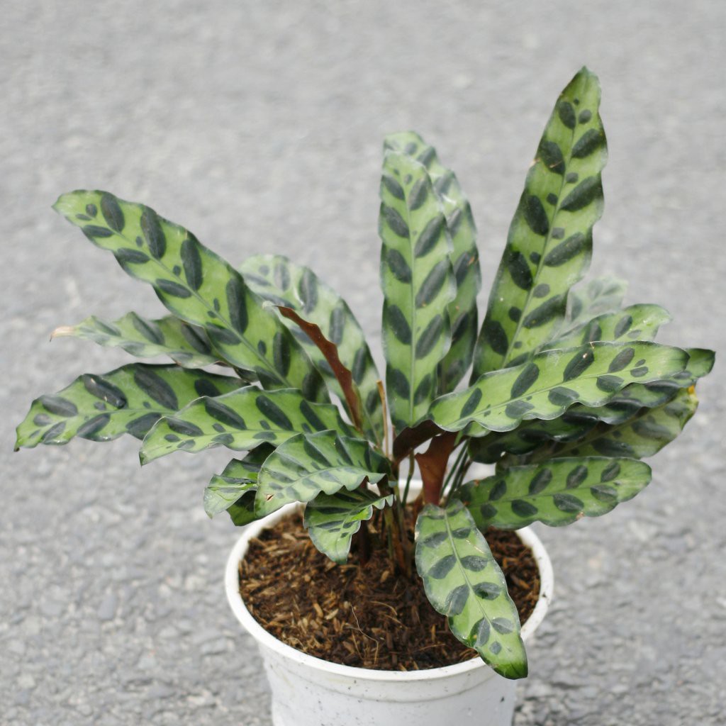 Cây Đuôi Công (lá dài)