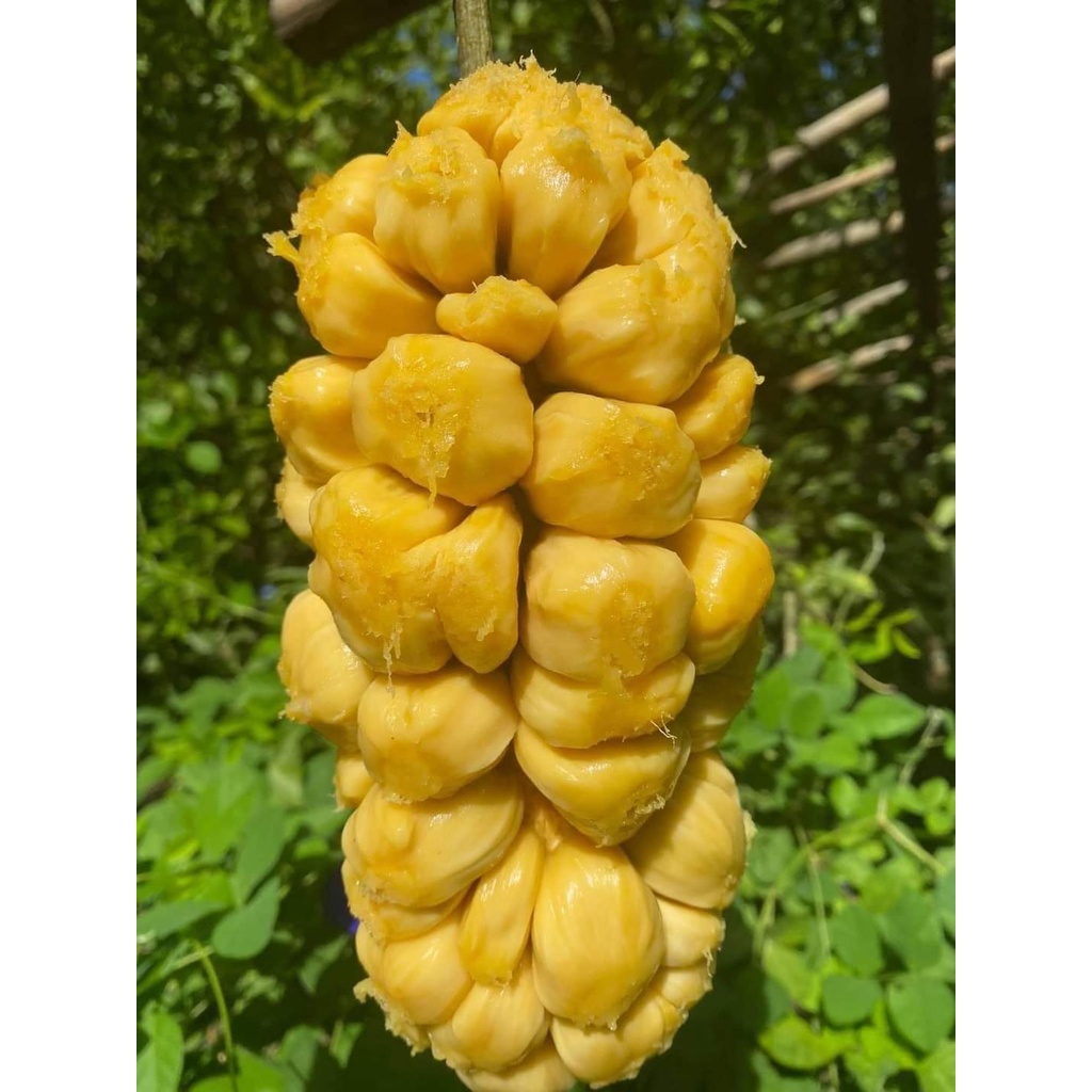 CÂY GIỐNG MÍT TỐ NỮA GHÉP  conut_toroto_dl bảo hành