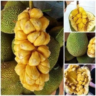 Cây giống mít tố nữa ghép
