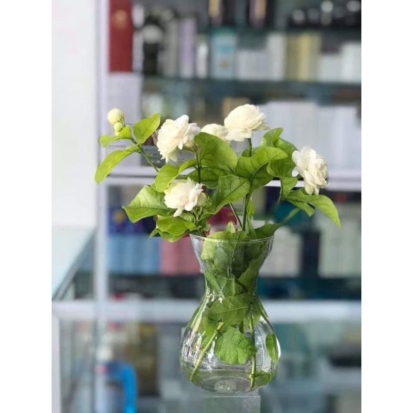 Cây giống nhài 3 lá nhài kép ba lá siêu thơm