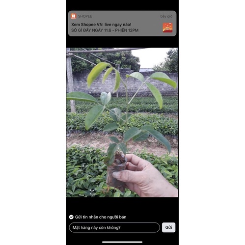 CÂY CÁT SÂM ( CÂY SÂM NAM , CỦ TÀ LỆCH )