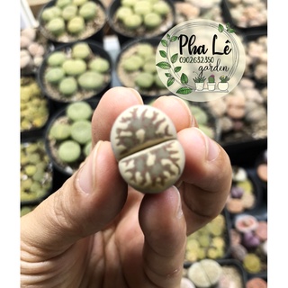 1 cây sen mông Dorothea vân đẹp