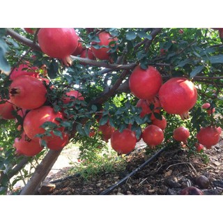 Cây 🌲 Lựu đỏ Ai Cập đang hoa