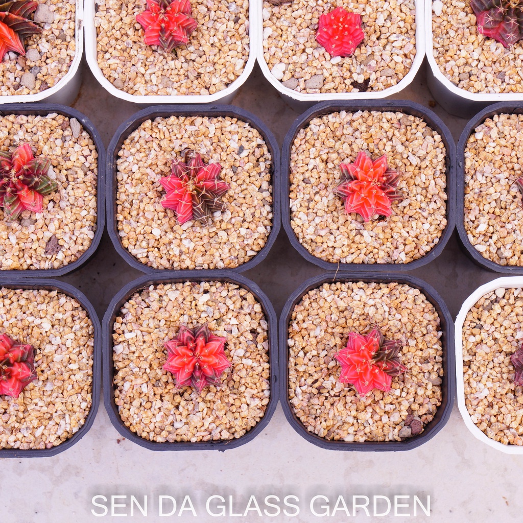 Xương rồng gym lem GLASS GARDEN 2-3cm màu ngẫu nhiên, dễ trồng, hàng hạt