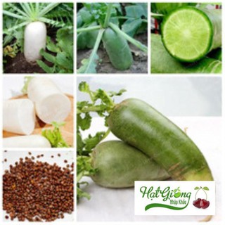 gói 5gr hạt giống củ cải đường (củ cải xanh) LINH NGOC