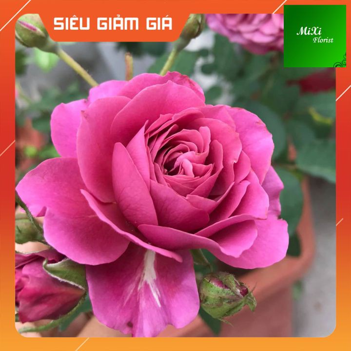 [HOT] Cây Hoa hồng Nhật AOI Rose Mệnh Danh là Thiếu Nữ Nhật Bản Diện Bộ Vẻ đẹp tuyệt vời,Cây hoa hồng AOI