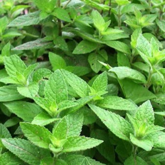 Nước Hoa Nam GEN 55ML Mạnh Mẽ Lịch Lãm Hương Phương Đông Huyền Bí | BigBuy360 - bigbuy360.vn