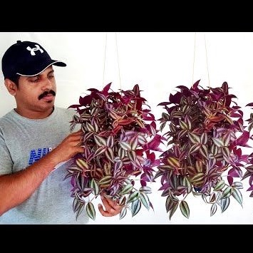 Cây Thài lài tím - chậu 4,5 ngọn dài 20cm - cây khỏe dễ dàng chăm sóc