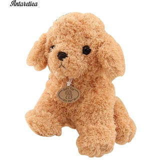 Chó bông Teddy dễ thương