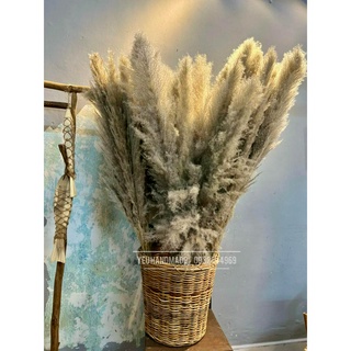 Lá Cọ _ Bông Lau Decor