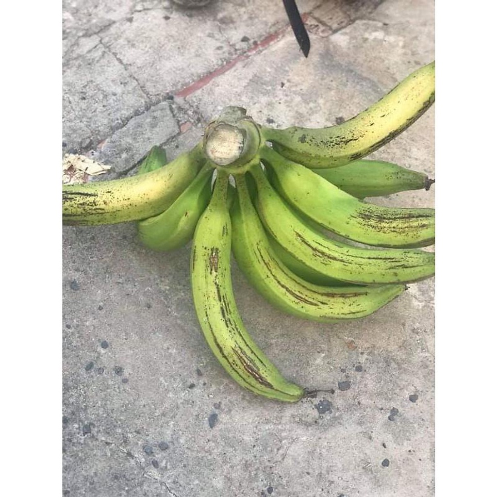 24.09 Chuối Táo Quạ... 3 tháng cây cho trái