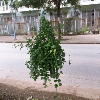 Hoa Đô La Treo