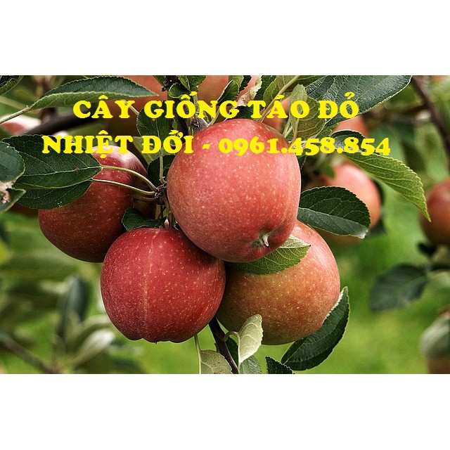 TẶNG 1 GÓI PHÂN BÓN_COMBO 1 CÂY TÁO ĐỎ &amp; 1 CÂY CHERRY