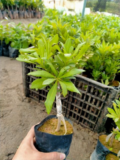 CÂY GIỐNG THANH MAI HÀNG NHẬP KHẨU
