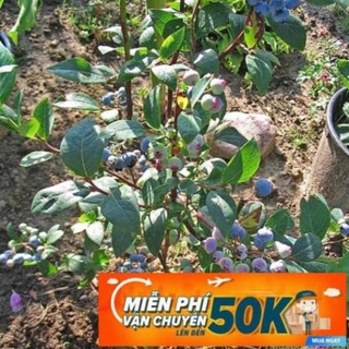 30 Hạt giống Việt quất (tặng gói kích nẩy mầm và hướng dẫn) LuckyseadTG