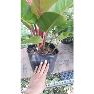 Trầu bà đế vương đỏ