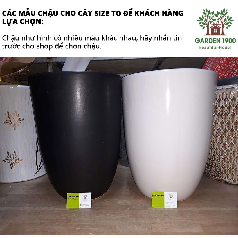 Cây thiết mộc lan thân gỗ liền khúc size to - Garden1900