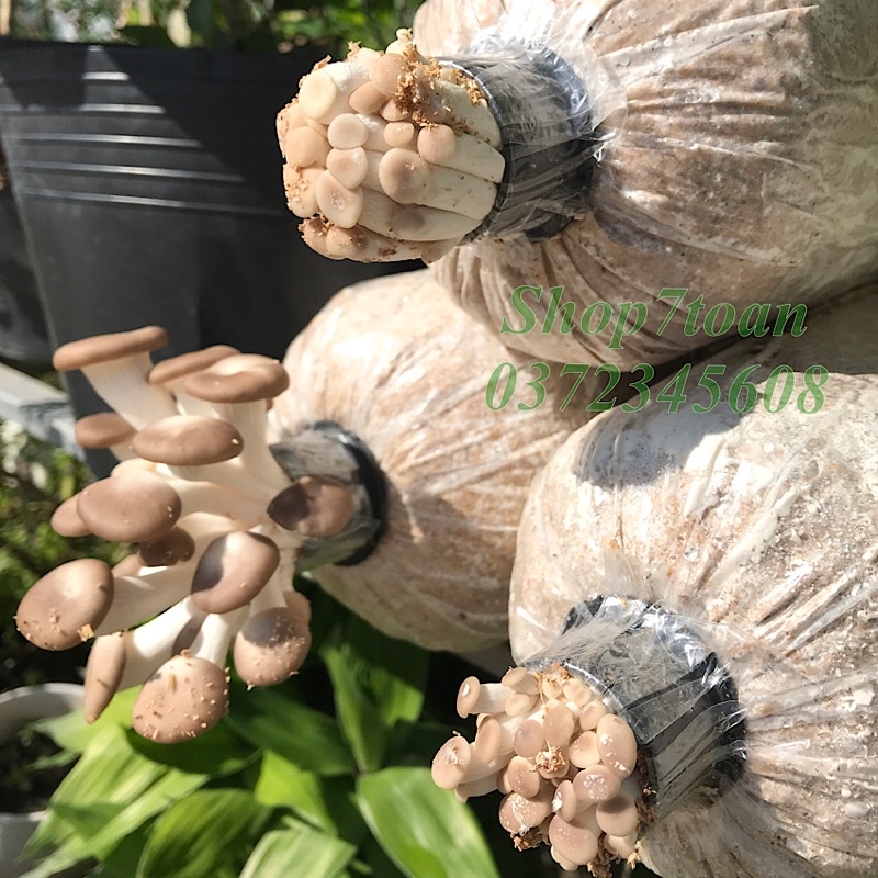 Combo 5 phôi nấm bào ngư từ trại giống (1.1~1.2kg/phôi)