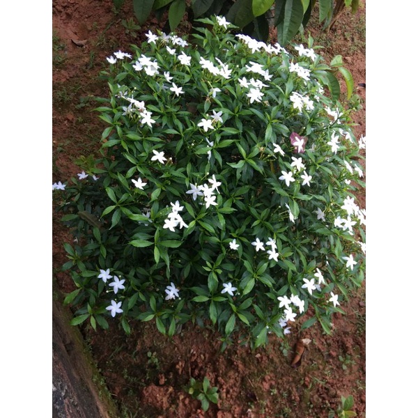 Cây mai vạn phúc cao 50-60cm, tán khoảng 50cm hoa quanh năm