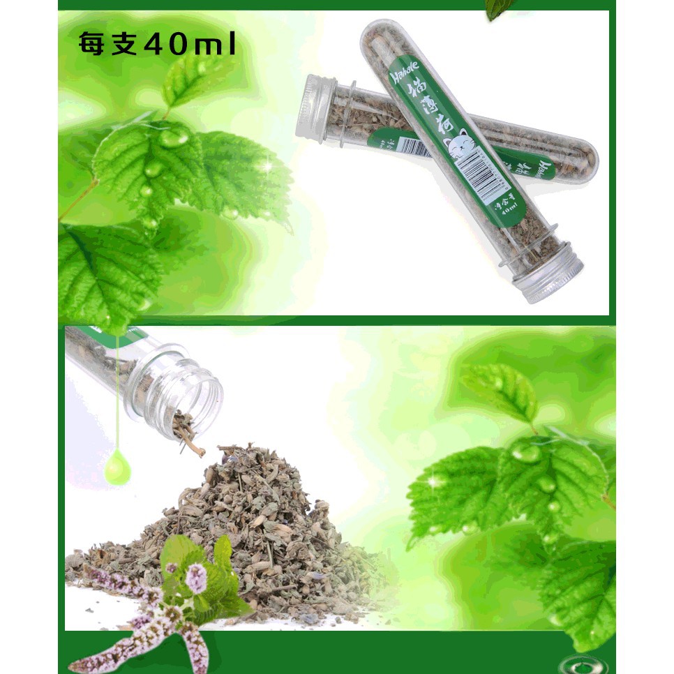 Cỏ bạc hà (Catmint) điều trị chứng biếng ăn cho mèo