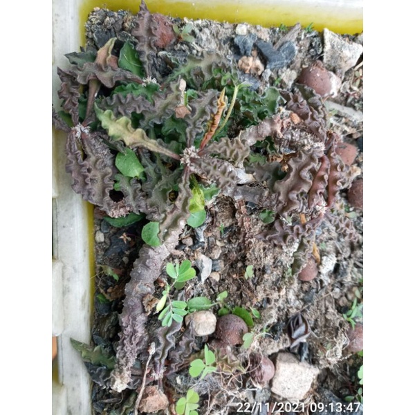 Cây nhân sâm/ Cây dừa/ Cây euphorbia decaryi