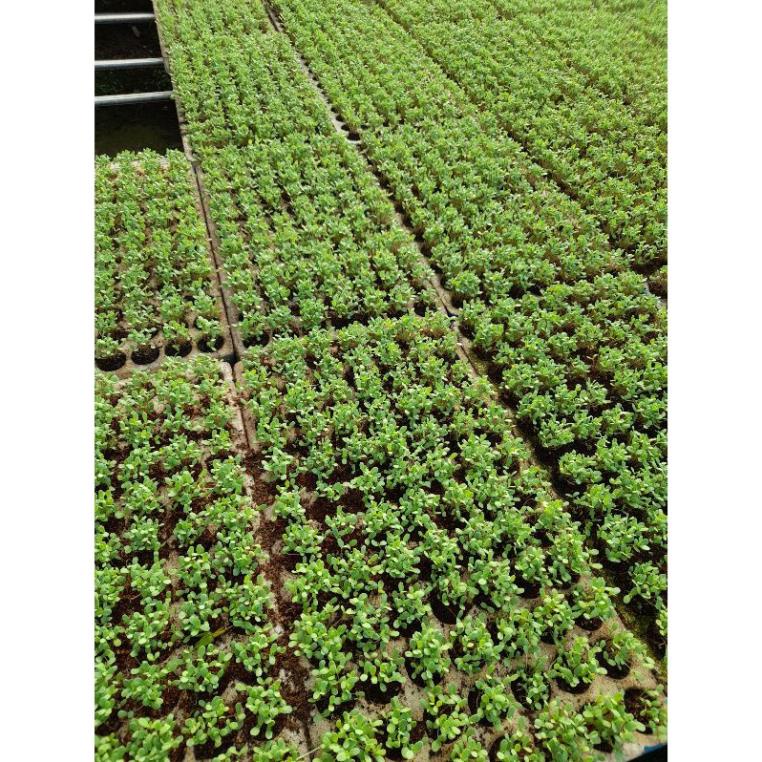 khay xốp ươm cây giống 84 lỗ