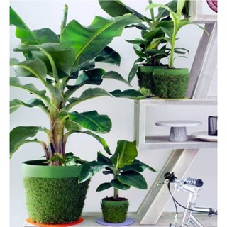 Hạt giống Chuối mini